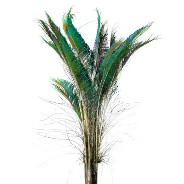 DecoStar™ Package of 10 Peacock Sword Feathers Premium